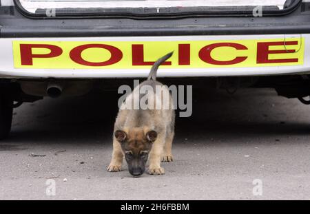 Photo du dossier datée du 02/05/2006 d'un chiot Berger allemand formé par la police.Deux chiens de police sont morts hier après avoir été laissés dans la voiture de leurs maîtres le jour le plus chaud de l'année.Les bergers allemands ont été trouvés morts dans le véhicule stationné à l'extérieur du quartier général de la police de Notinghamshire. Banque D'Images