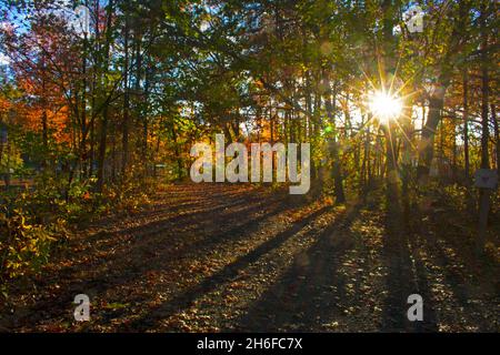 Des feuilles lumineuses et d'autres sites d'automne colorés sur le sentier naturel adjacent au lac Dallenbach dans l'est du Brunswick, New Jersey, USA -05 Banque D'Images