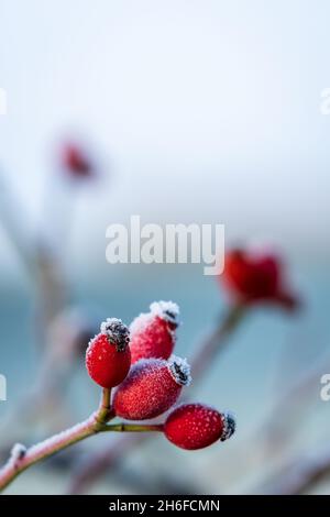 Hanches roses rouges recouvertes de cristaux de glace de givre.Bonne source naturelle de vitamine c.Fond froid hivernal.Gros plan avec espace de copie. Banque D'Images