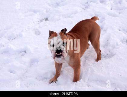 Cet après-midi, un bulldog britannique apprécie la neige sur les appartements de Wanstead à Londres Banque D'Images