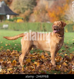 Labrador Retriever jaune Banque D'Images