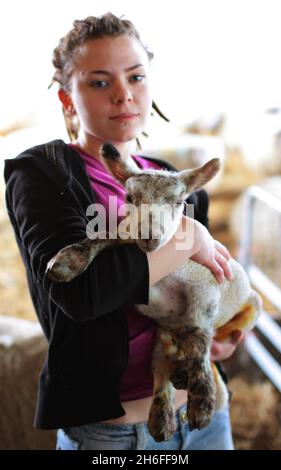 Nigel la première ferme Spring Lamb- Woodlands à Shooters Hill, dans le sud de Londres, a vu leur premier agneau de printemps naître de la saison.Nommé Nigel, l'agneau Dorset Down est né hier à la ferme urbaine et profite de sa nouvelle vie avec sa mère. Banque D'Images