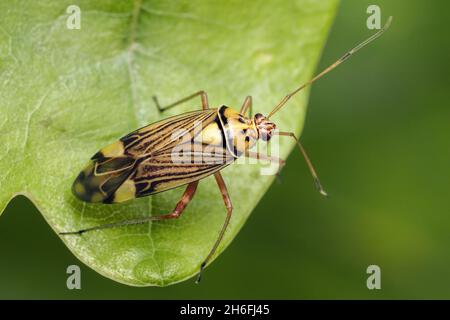 Insecte rayé de chêne (Rhabdomiris striatellus) sur chêne.Tipperary, Irlande Banque D'Images