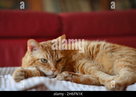 Le chat tabby rouge se trouve à l'intérieur sur une couverture.Adorable animal domestique orange fatigué sur un canapé rouge. Banque D'Images