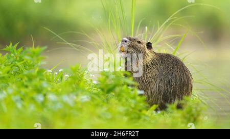 Nutria assis dans l'herbe au bord d'un étang Banque D'Images