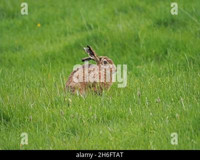 Lièvre brun (Lepus europaeus) aux oreilles déchirées des combats territoriaux, assis dans une longue herbe d'un champ de prairie à Mainland, Orkney, Écosse, Royaume-Uni Banque D'Images