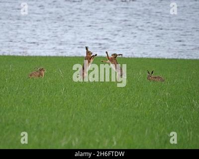 Deux lièvres Brown hares (Lepus europaeus) européennes en boxe debout, regardées par deux autres personnes dans un champ herbacé du côté du loch sur le continent, à Orkney, en Écosse, au Royaume-Uni Banque D'Images