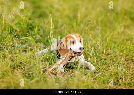 Jeune beagle chiot courant dans un champ vert et jouant avec un bâton . Banque D'Images