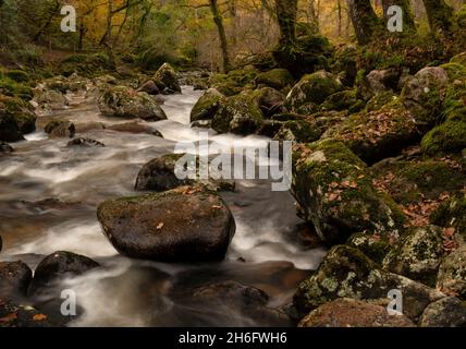 Royaume-Uni Shaugh Prior, Dartmoor, Devon.15 novembre 2021.Météo au Royaume-Uni : vue automnale de la rivière qui coule rapidement Plym près de Shaugh Prior, Dartmoor.Crédit photo: Celia McMahon/Alay Live News Banque D'Images