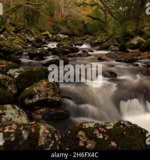 Royaume-Uni Shaugh Prior, Dartmoor, Devon.15 novembre 2021.Météo au Royaume-Uni : vue automnale de la rivière qui coule rapidement Plym près de Shaugh Prior, Dartmoor.Crédit photo: Celia McMahon/Alay Live News Banque D'Images