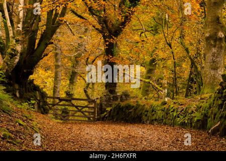 Shaugh Prior, Dartmoor, Devon.15 novembre 2021.Météo au Royaume-Uni : vue d'automne le long de Devon Way, près de Shaugh Prior, Dartmoor.Crédit photo: Celia McMahon/Alay Live News Banque D'Images