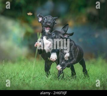 Remorquer des chiots Boxer noirs de neuf semaines et jouer sur la pelouse Banque D'Images