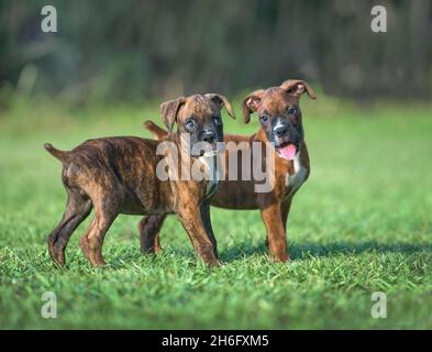 Deux chiots de 9 semaines bringé Boxer jouent sur la pelouse Banque D'Images