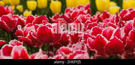 Des tulipes rouges et jaunes fleurissent dans le jardin au printemps.Magnifique fond de fleurs de printemps.Mise au point douce et éclairage lumineux.Arrière-plan du jardin flou Banque D'Images