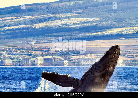 Baleine à bosse à Maui, début d'une brèche énergique. Banque D'Images