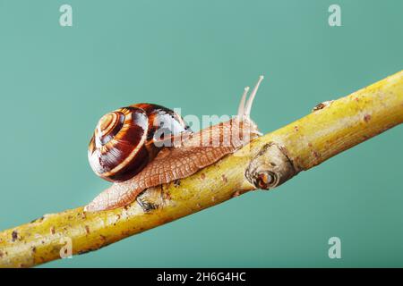 Un gros escargot de raisin comestible rampent le long d'une branche d'arbre sur un fond vert.Hélice Pomatia, hélice aspersa Banque D'Images