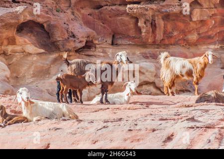 Chèvres dans l'ancienne ville de Petra, Jordanie Banque D'Images