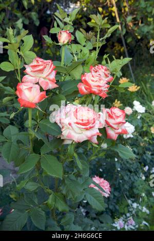 Gros plan d'un groupe de roses blanc-rouge vif au crépuscule du jour d'été sur fond de feuilles vertes. Banque D'Images