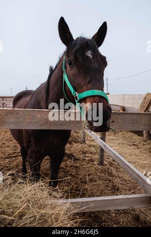 Cheval brun mangeant le foin des mains humaines, gros plan Banque D'Images