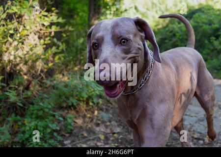 Weimaraner descendant un chemin entouré de forêt.Vue rapprochée de la tête d'un chien de chasse, chien heureux par temps ensoleillé. Banque D'Images