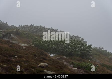 Arbres de Noël à faible croissance sur le couvert de neige légère sur un flanc de montagne par temps nuageux. Banque D'Images