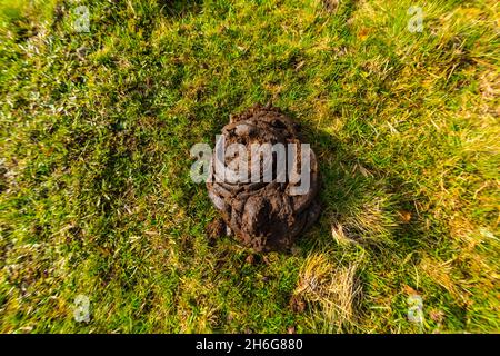 Bouée de vache fraîche sur un terrain vert. Banque D'Images