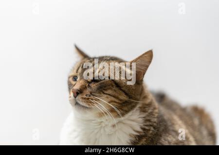 Portrait d'un chat domestique commun tabby isolé sur fond blanc Banque D'Images