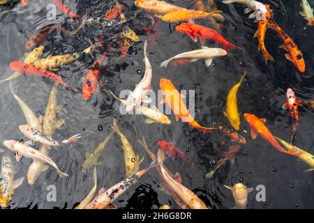 Plusieurs koï (poissons décoratifs, variétés colorées de la carpe d'Amur) nagent dans un étang. Banque D'Images
