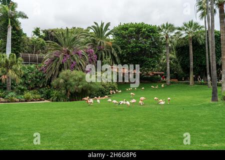 Flamants roses sur une pelouse verte. Banque D'Images