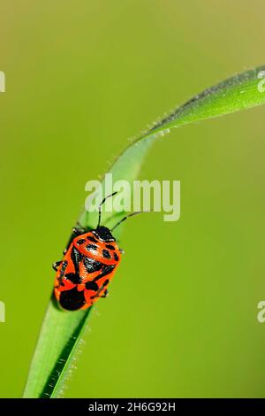 Hemipteros, insectes dans leur environnement naturel.Photographie macro. Banque D'Images