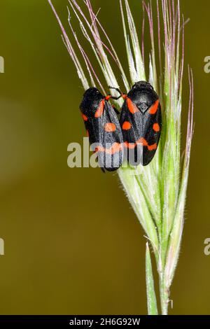 Hemipteros, insectes dans leur environnement naturel.Photographie macro. Banque D'Images