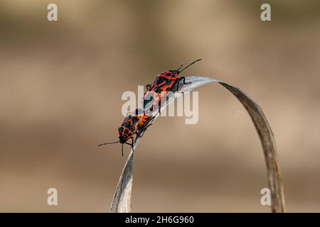 Hemipteros, insectes dans leur environnement naturel.Photographie macro. Banque D'Images