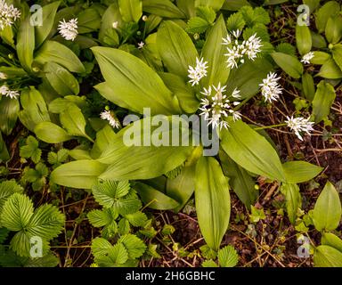Ail sauvage en fleurs.Baden Baden, Bade-Wurtemberg, Allemagne Banque D'Images