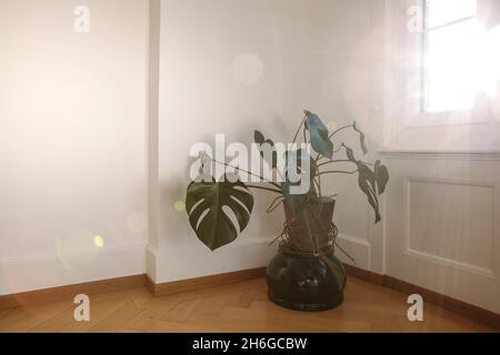 Monstera plante intérieure avec sunbeam, monstera maison en pot dans la chambre près de la fenêtre, lumière du coucher du soleil. Banque D'Images