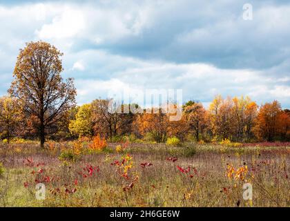 Un grand champ laisse place à une brosse dense à récurer en automne, par une journée nuageux. Banque D'Images