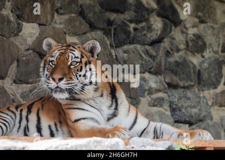 magnifique grand animal tigre se trouve dans la nature Banque D'Images