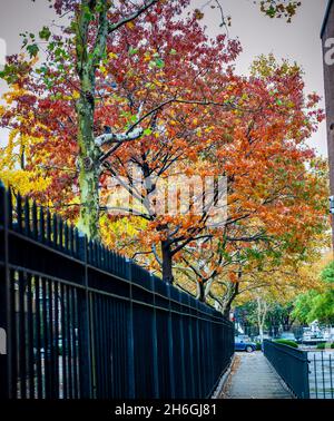 Feuillage d'automne dans le quartier de Chelsea, à New York, le samedi 13 novembre 2021.(© Richard B. Levine) Banque D'Images