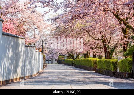 Shizuoka, rue de la vieille ville du Japon avec des cerisiers en fleurs au printemps. Banque D'Images