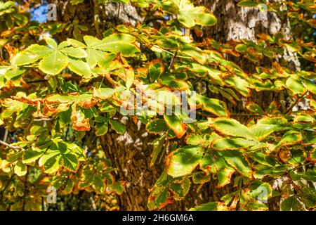 Gros plan sur les feuilles flétristantes au début de l'automne, par beau temps Banque D'Images