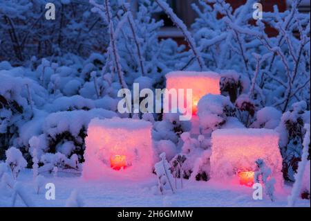 Lanternes de glace et branches de brousse couvertes de neige fraîche, crépuscule dans le jardin d'hiver. Banque D'Images