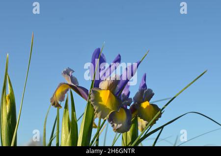 Fleur d'iris hollandaise « miss Saigon » violet et jaune. Banque D'Images