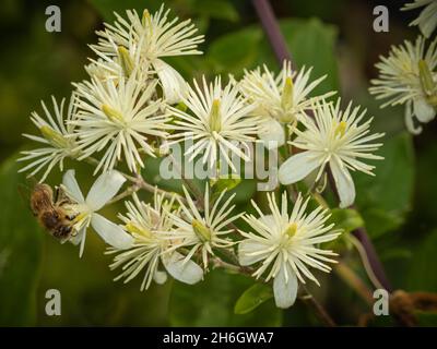 abeille sur un groupe de fleurs blanches Banque D'Images