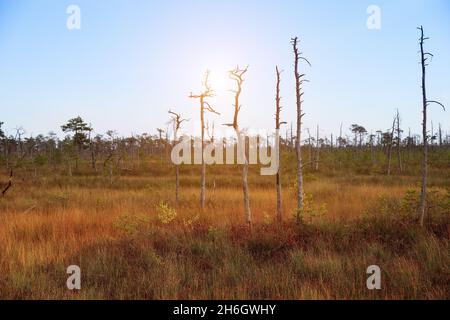 Un magnifique marais aux rayons du soleil, où poussent des arbres inhabituels. Banque D'Images