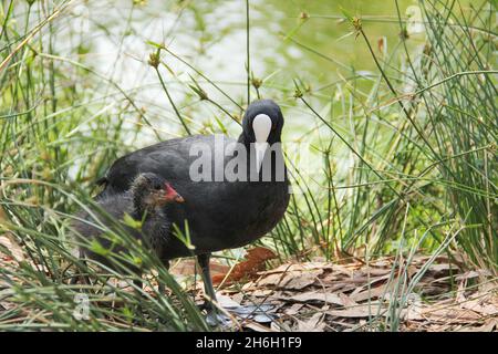 Le coq eurasien (Fulica atra), également connu sous le nom de coq commun, ou coq australien, est un membre de la famille des oiseaux de rail et de merlu, les Rallidae. Banque D'Images