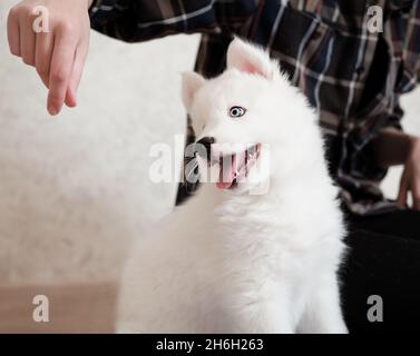 mignon chiot blanc. yakutian laika chien jouant à l'intérieur avec le propriétaire. chien heureux dans une maison. main de femme qui lui caressait son chiot. animal ami et compagnon. Banque D'Images