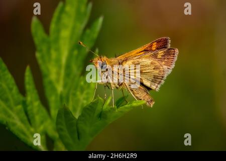 L'hespérie de Peck (Polites peckius) macro, perchée sur une feuille au soleil d'été de l'après-midi. Banque D'Images