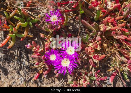 Fleurs sauvages en forme de cochon angulaire (Carpobrotus glaucescens) qui poussent au bord d'un lac salé près du lac Grace, Australie occidentale, Australie occidentale, Australie occidentale Banque D'Images