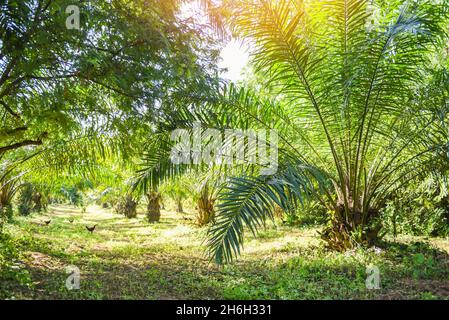 Palmier plantation, huile de palmier de cultures en vert, arbre tropical plante palmiers champs nature agricole mixte agriculture nouvelle Banque D'Images