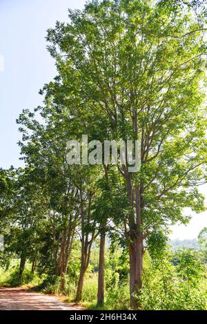 Arbre vert frais neem feuilles plante poussant sur la nature pour la nourriture et les herbes, Azadirachta indica , Neem arbre Banque D'Images