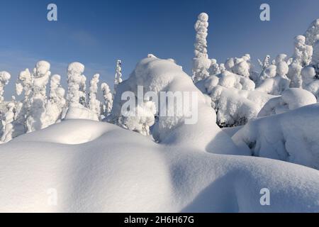 Arbres enneigés sur la route de Dalton, en Alaska Banque D'Images